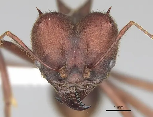 Atta texana specimen CASENT0922061 image casent0922061_2