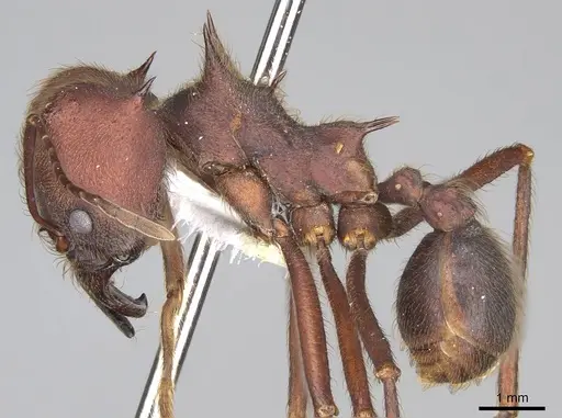 Atta texana specimen CASENT0922061 image casent0922061_3