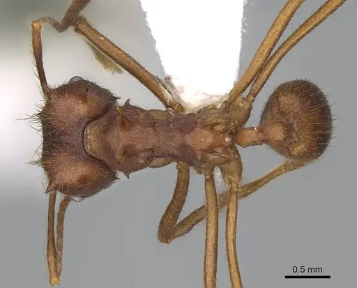 Atta texana specimen CASENT0922062 image casent0922062_1
