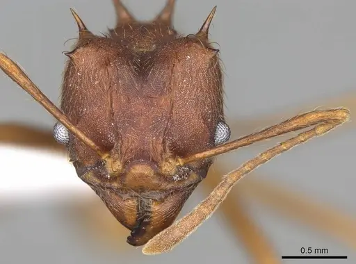 Atta texana specimen CASENT0922062 image casent0922062_3