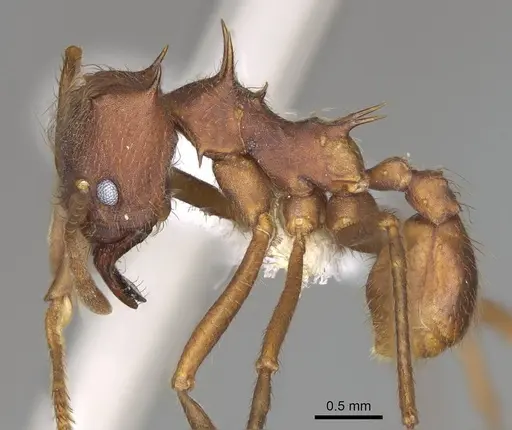 Atta texana specimen CASENT0922062 image casent0922062_4