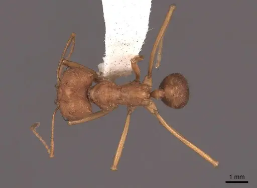Atta texana specimen FMNHINS0000046079 image fmnhins0000046079_1