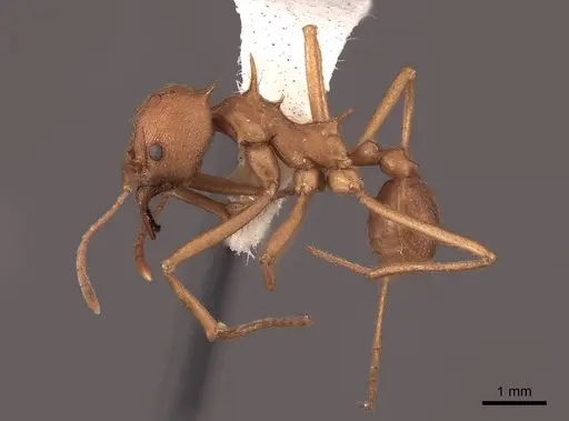Atta texana specimen FMNHINS0000046079 image fmnhins0000046079_3