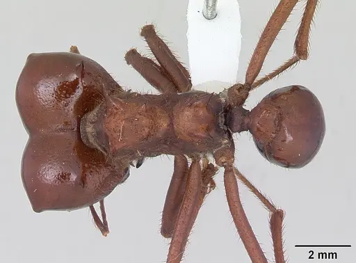 Atta vollenweideri specimen CASENT0173818 image casent0173818_1