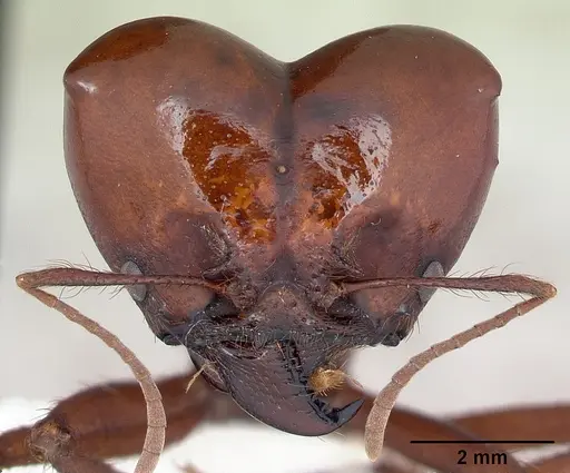 Atta vollenweideri specimen CASENT0173818 image casent0173818_2