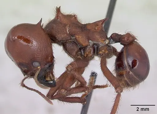 Atta vollenweideri specimen CASENT0173818 image casent0173818_3