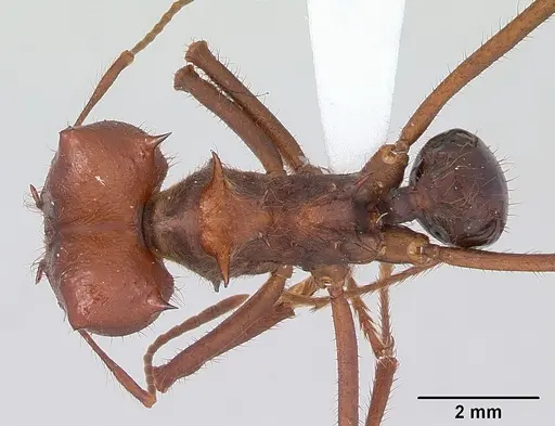 Atta vollenweideri specimen CASENT0173819 image casent0173819_1