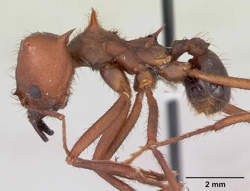 Atta vollenweideri specimen CASENT0173819 image casent0173819_3