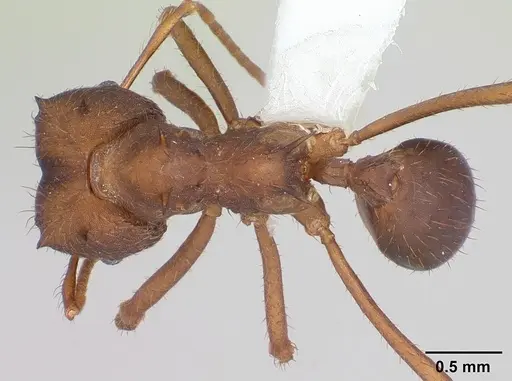 Atta vollenweideri specimen CASENT0173820 image casent0173820_1
