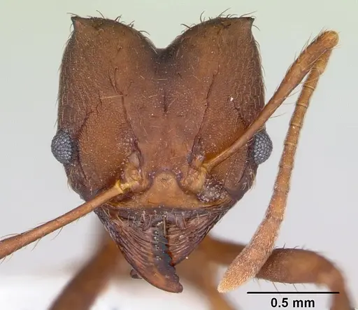 Atta vollenweideri specimen CASENT0173820 image casent0173820_2