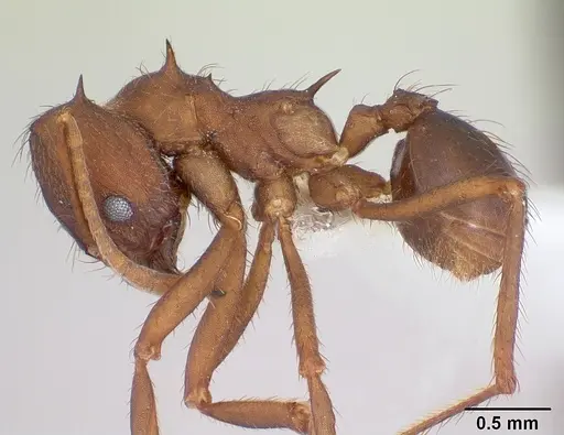 Atta vollenweideri specimen CASENT0173820 image casent0173820_3