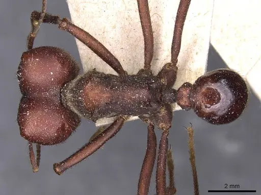Atta vollenweideri specimen CASENT0909442 image casent0909442_1