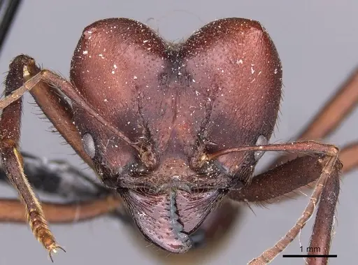 Atta vollenweideri specimen CASENT0909442 image casent0909442_2