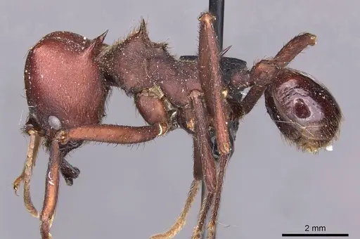 Atta vollenweideri specimen CASENT0909442 image casent0909442_3
