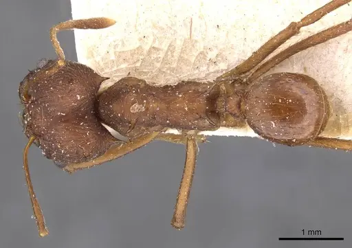 Atta vollenweideri specimen CASENT0909443 image casent0909443_1