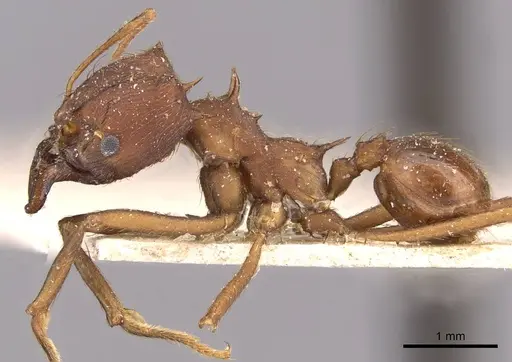 Atta vollenweideri specimen CASENT0909443 image casent0909443_3