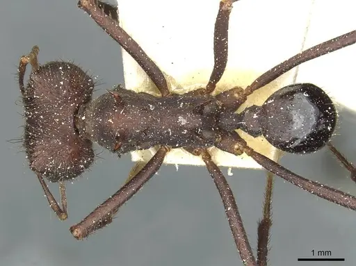Atta vollenweideri specimen CASENT0912498 image casent0912498_1