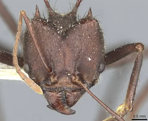 Atta vollenweideri specimen CASENT0912498 image casent0912498_2