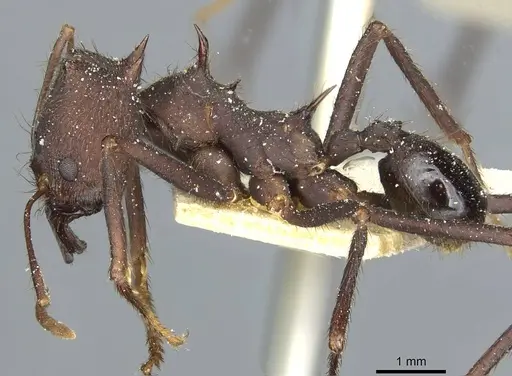 Atta vollenweideri specimen CASENT0912498 image casent0912498_3