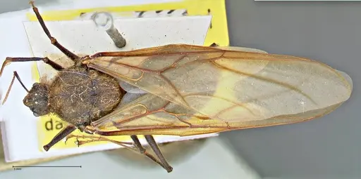 Atta vollenweideri specimen FOCOL2967 image focol2967_1