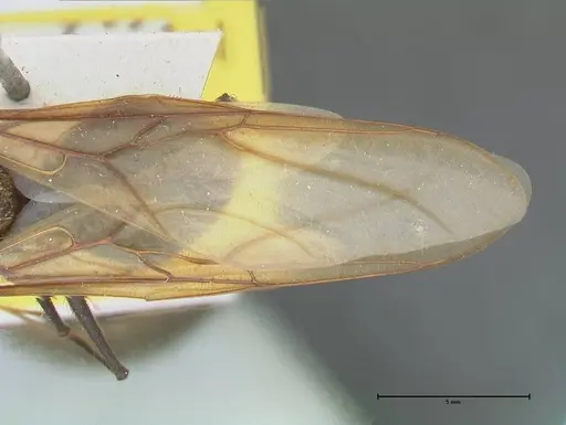 Atta vollenweideri specimen FOCOL2967 image focol2967_2