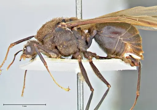 Atta vollenweideri specimen FOCOL2967 image focol2967_4