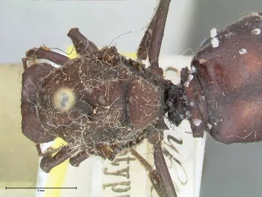 Atta vollenweideri specimen FOCOL2968 image focol2968_1