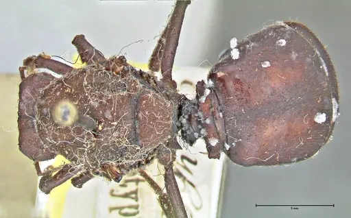Atta vollenweideri specimen FOCOL2968 image focol2968_2