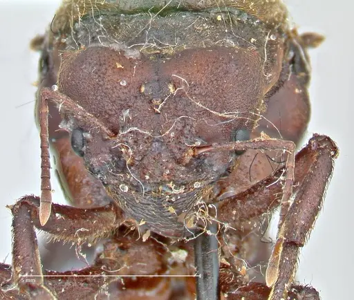 Atta vollenweideri specimen FOCOL2968 image focol2968_3