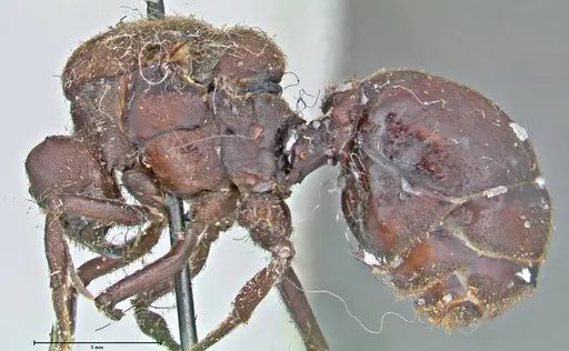 Atta vollenweideri specimen FOCOL2968 image focol2968_4