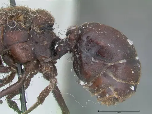 Atta vollenweideri specimen FOCOL2968 image focol2968_5