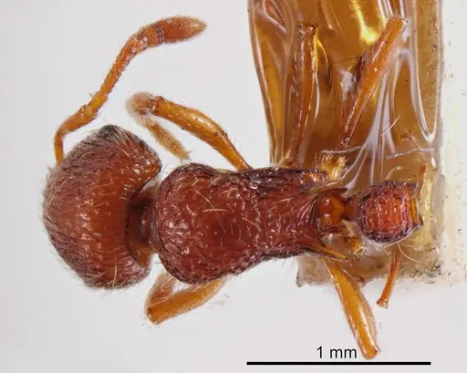Austromorium flavigaster specimen ANTWEB1008360 image antweb1008360_1