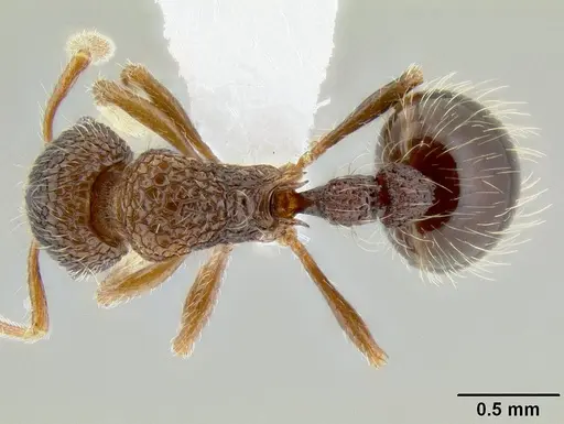 Austromorium flavigaster specimen CASENT0106211 image casent0106211_1