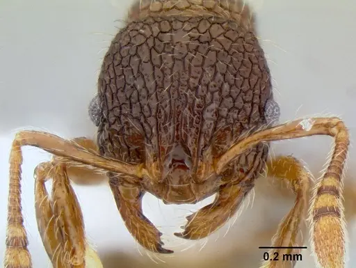 Austromorium flavigaster specimen CASENT0106211 image casent0106211_2