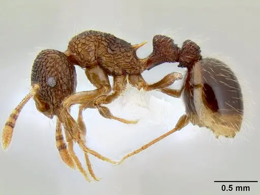 Austromorium flavigaster specimen CASENT0106211 image casent0106211_3