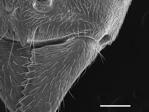 Austroponera castanea specimen CASENT0097796 image casent0097796_1