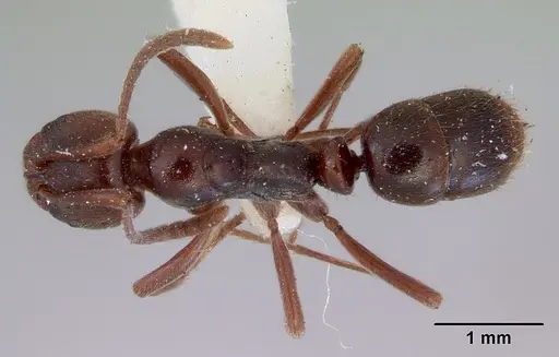 Austroponera castanea specimen CASENT0172341 image casent0172341_1