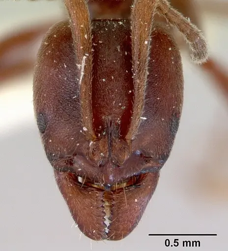 Austroponera castanea specimen CASENT0172341 image casent0172341_2
