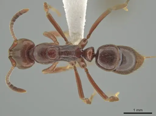 Austroponera castanea specimen CASENT0618835 image casent0618835_1