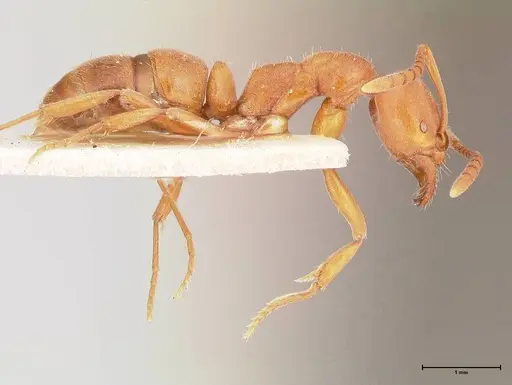 Austroponera castanea specimen FOCOL0965 image focol0965_4