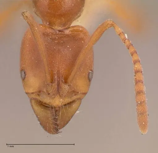 Austroponera castanea specimen FOCOL0966 image focol0966_2