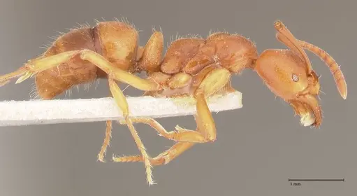 Austroponera castanea specimen FOCOL0966 image focol0966_4