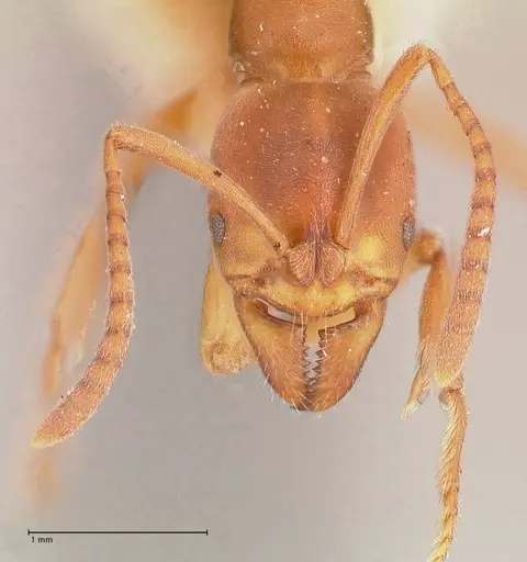Austroponera castanea specimen FOCOL0967 image focol0967_2