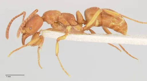 Austroponera castanea specimen FOCOL0967 image focol0967_3
