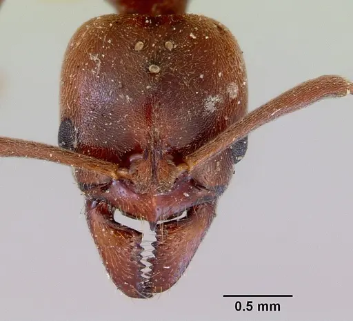 Austroponera castaneicolor specimen CASENT0172338 image casent0172338_2