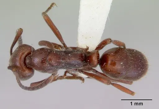 Austroponera castaneicolor specimen CASENT0172339 image casent0172339_1