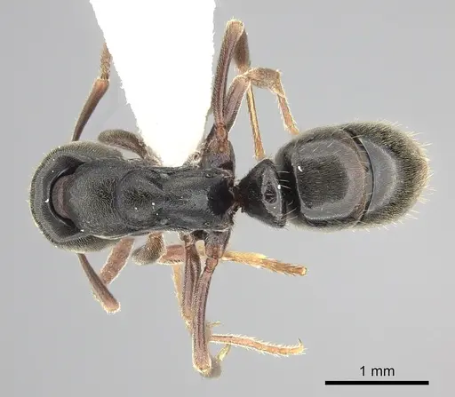 Austroponera rufonigra specimen CASENT0249178 image casent0249178_1