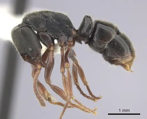 Austroponera rufonigra specimen CASENT0249178 image casent0249178_3