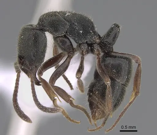 Austroponera rufonigra specimen CASENT0887811 image casent0887811_1