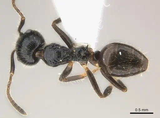 Axinidris acholli specimen CASENT0217121 image casent0217121_1